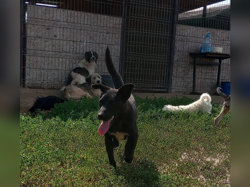 KARA mit dem goldenen Herz sucht ihre Familie!