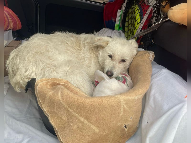 Mudi-Mix MILKY sucht eine aktive Familie...