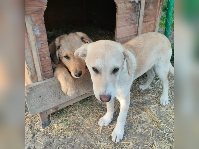 Verspielte LAICA sucht ihre Familie!