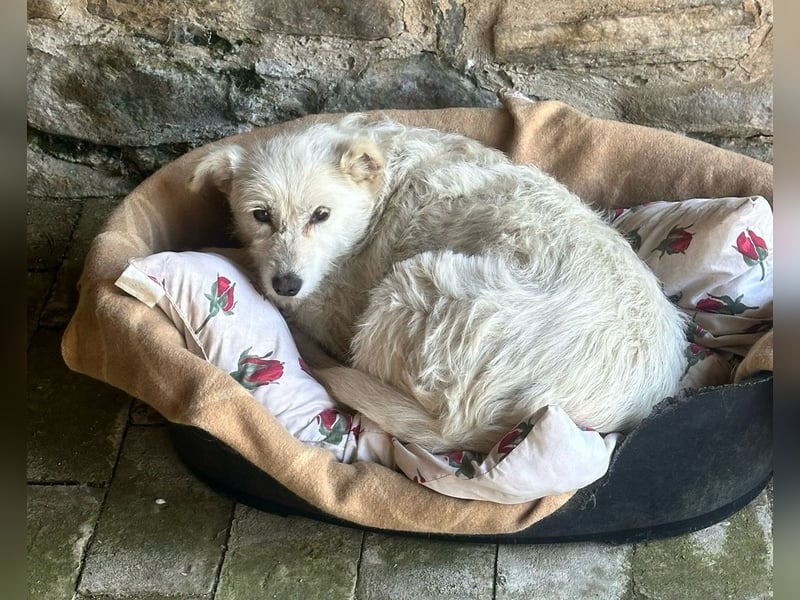 Mudi-Mix MILKY sucht eine aktive Familie...