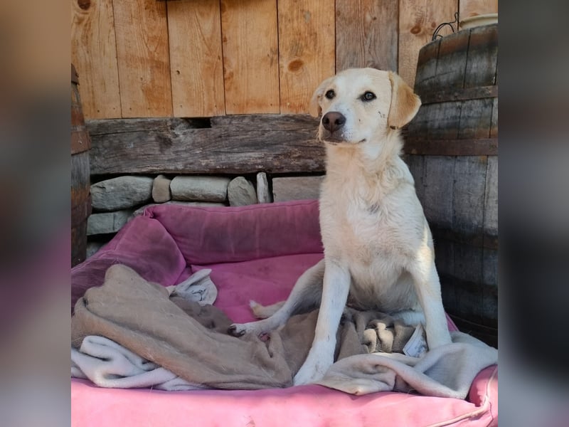 Verspielte LAICA sucht ihre Familie!