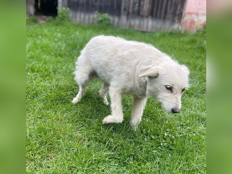 Mudi-Mix MILKY sucht eine aktive Familie...