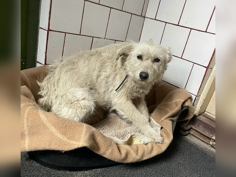 Mudi-Mix MILKY sucht eine aktive Familie...