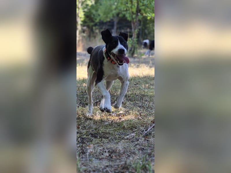 Jack - kleiner Pirat auf vier Pfoten