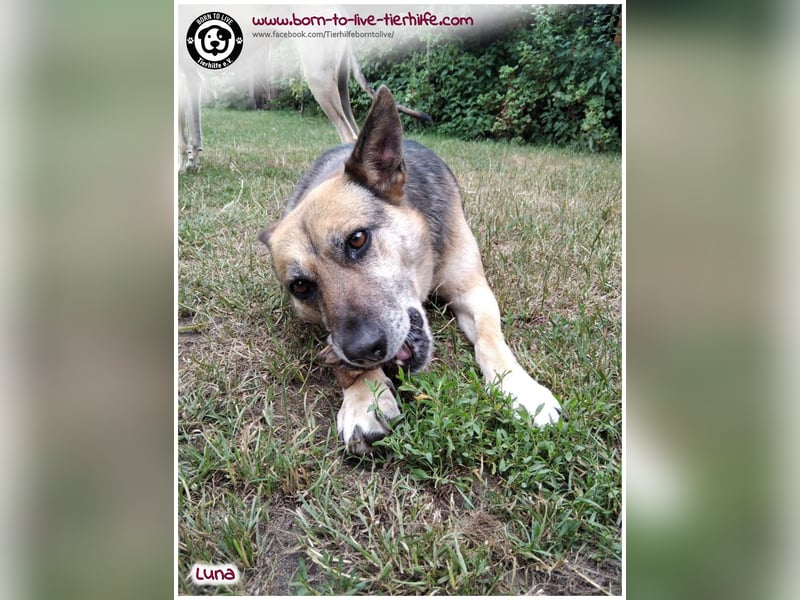 Liebevolles Zuhause für immer gesucht für unsere Traumhündin LUNA