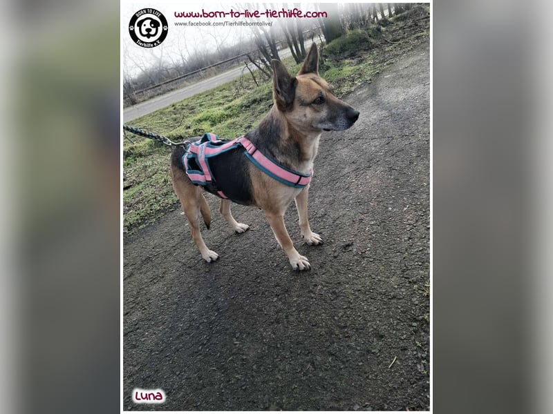 Liebevolles Zuhause für immer gesucht für unsere Traumhündin LUNA