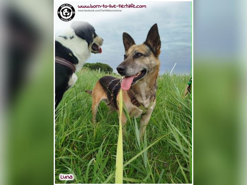 Liebevolles Zuhause für immer gesucht für unsere Traumhündin LUNA
