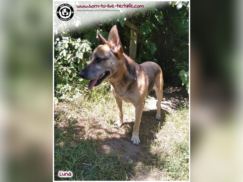 Liebevolles Zuhause für immer gesucht für unsere Traumhündin LUNA