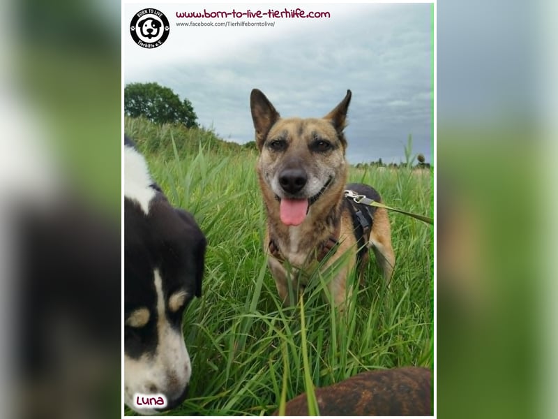 Liebevolles Zuhause für immer gesucht für unsere Traumhündin LUNA