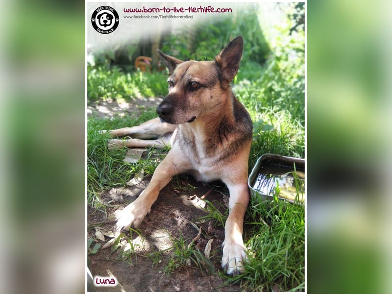 Liebevolles Zuhause für immer gesucht für unsere Traumhündin LUNA