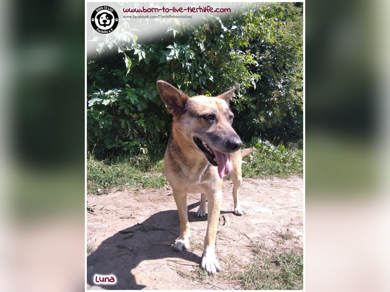 Liebevolles Zuhause für immer gesucht für unsere Traumhündin LUNA