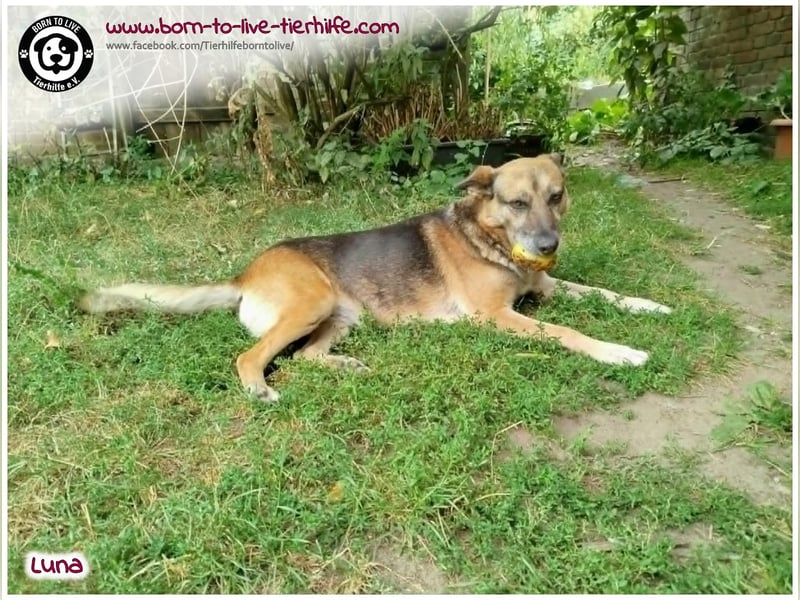 Liebevolles Zuhause für immer gesucht für unsere Traumhündin LUNA