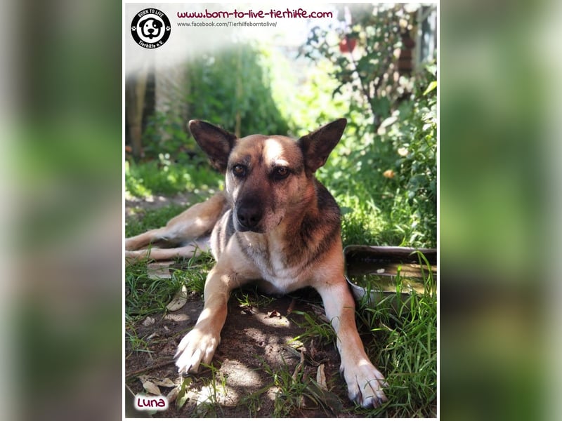 Liebevolles Zuhause für immer gesucht für unsere Traumhündin LUNA