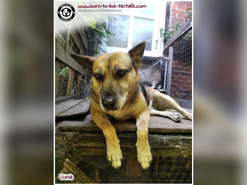 Liebevolles Zuhause für immer gesucht für unsere Traumhündin LUNA
