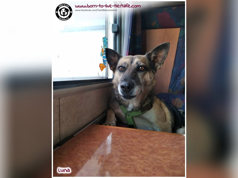 Liebevolles Zuhause für immer gesucht für unsere Traumhündin LUNA