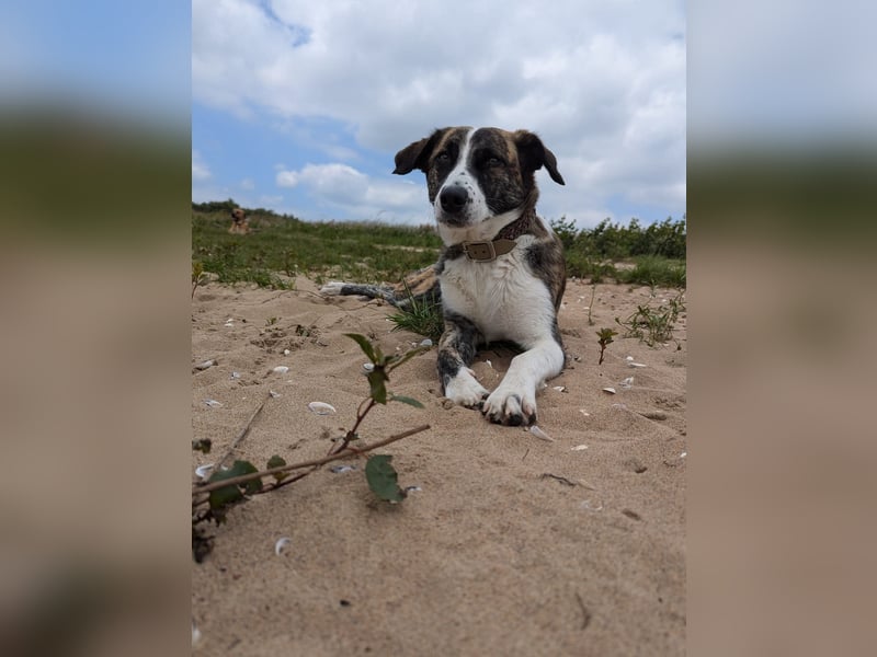 Collie-mix