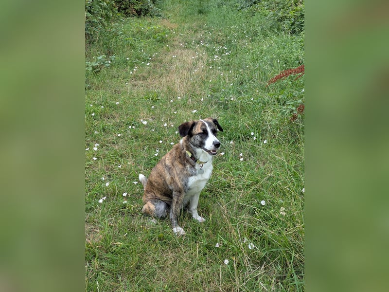 Collie-mix