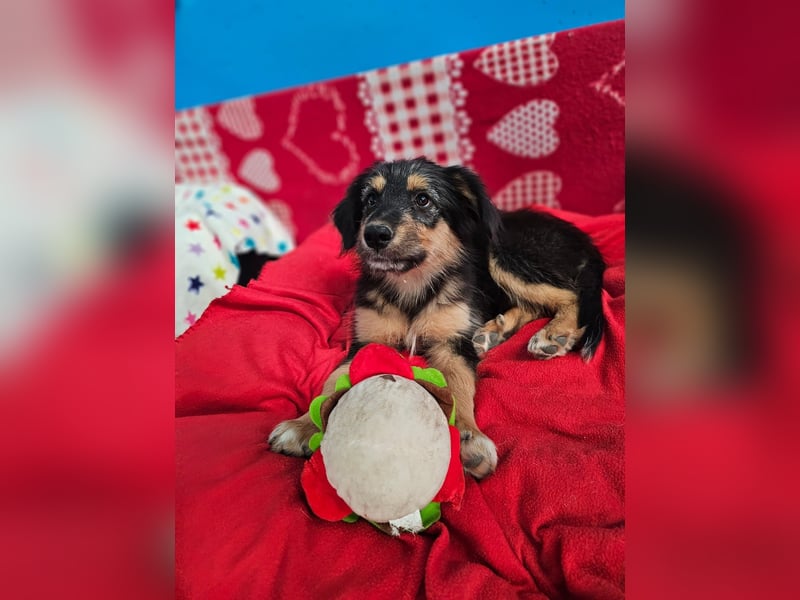 DIRHAM ❤️ liebevoller Athlet, Pflegefamilie Erkelenz