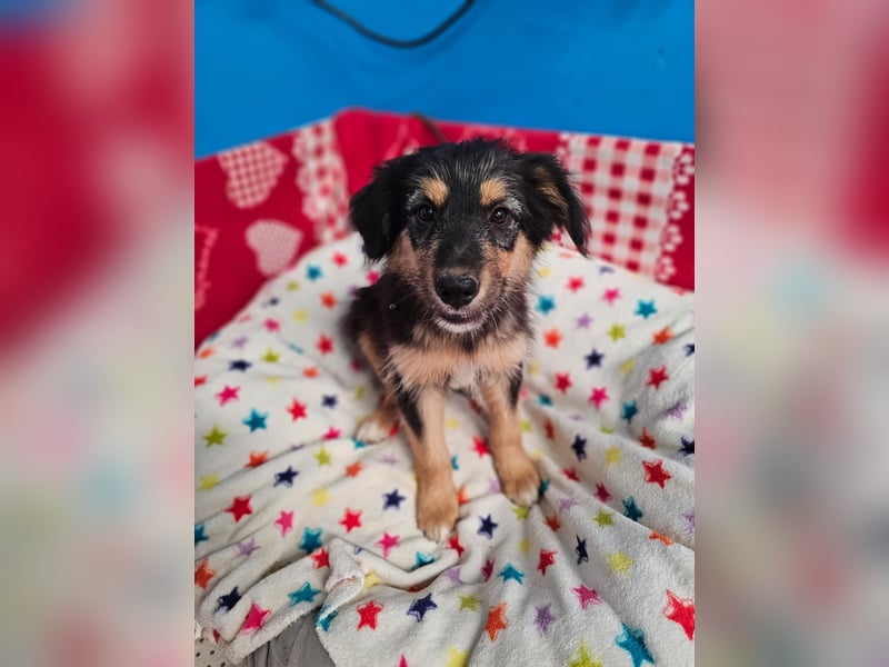 DIRHAM ❤️ liebevoller Athlet, Pflegefamilie Erkelenz