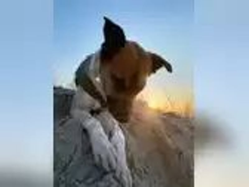 Bali sucht ein ruhiges Zuhause als Einzelhund