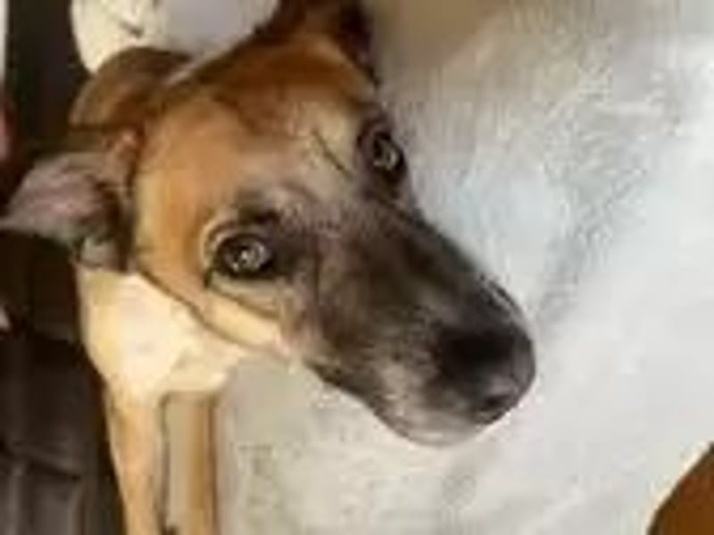 Bali sucht ein ruhiges Zuhause als Einzelhund