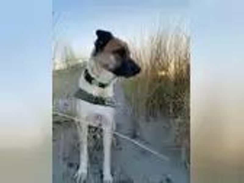 Bali sucht ein ruhiges Zuhause als Einzelhund