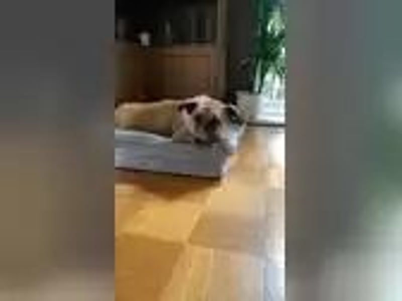 Bali sucht ein ruhiges Zuhause als Einzelhund