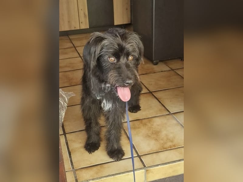 Bingo Traum Hund 47 cm 2 Jahre
