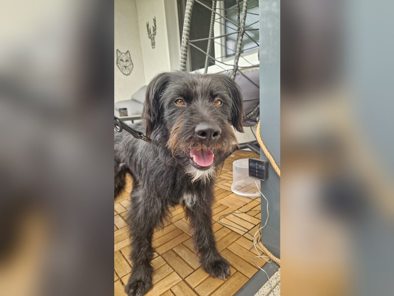 Bingo Traum Hund 47 cm 2 Jahre