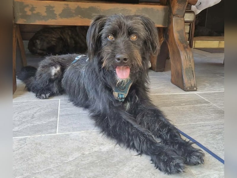 Bingo Traum Hund 47 cm 2 Jahre