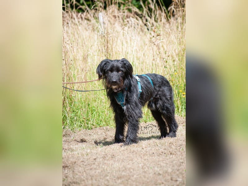 Bingo Traum Hund 47 cm 2 Jahre