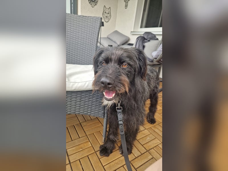 Bingo Traum Hund 47 cm 2 Jahre