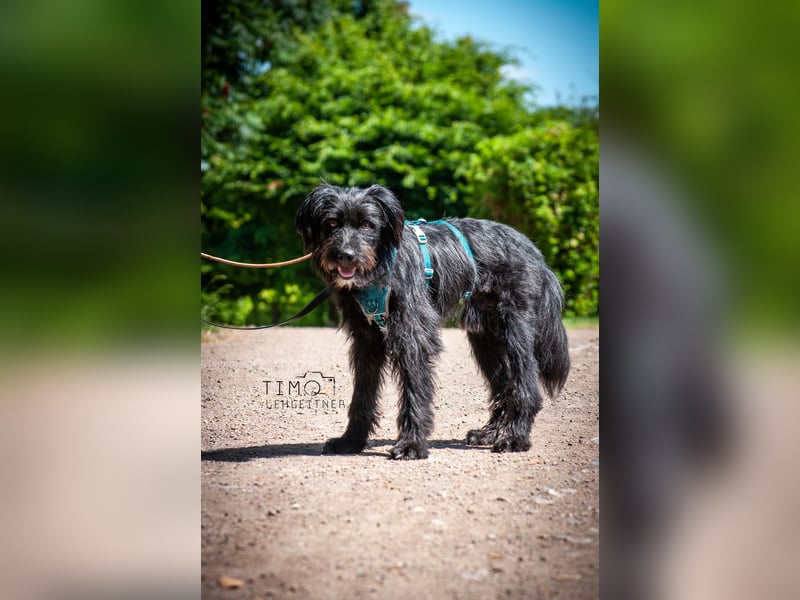 Bingo Traum Hund 47 cm 2 Jahre