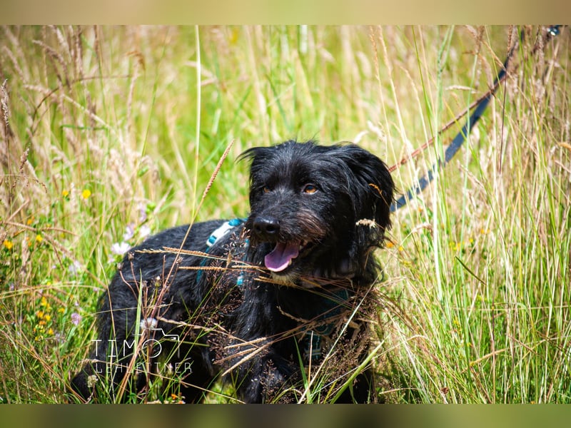 Bingo Traum Hund 47 cm 2 Jahre