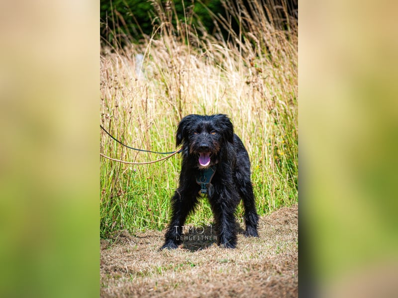 Bingo Traum Hund 47 cm 2 Jahre