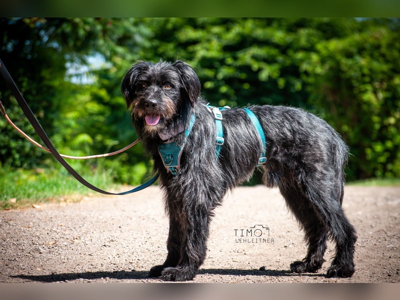 Bingo Traum Hund 47 cm 2 Jahre