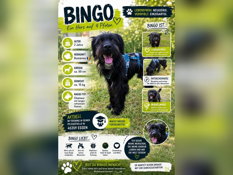 Bingo Traum Hund 47 cm 2 Jahre