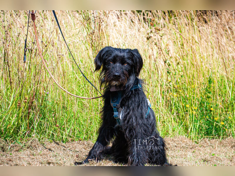 Bingo Traum Hund 47 cm 2 Jahre