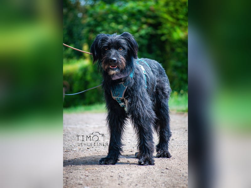 Bingo Traum Hund 47 cm 2 Jahre