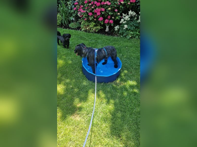Bingo Traum Hund 47 cm 2 Jahre