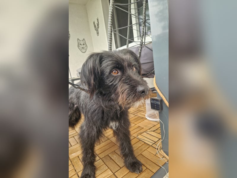 Bingo Traum Hund 47 cm 2 Jahre