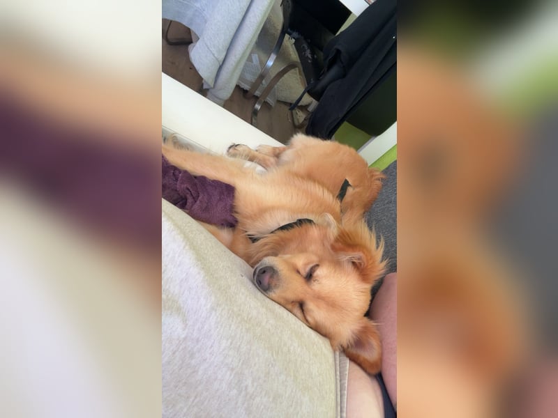 Baby der kleine Herzensbrecher sucht
