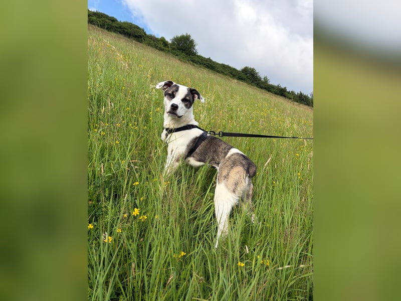 Caia sucht dringend ihr für immer zu Hause PLZ 59845
