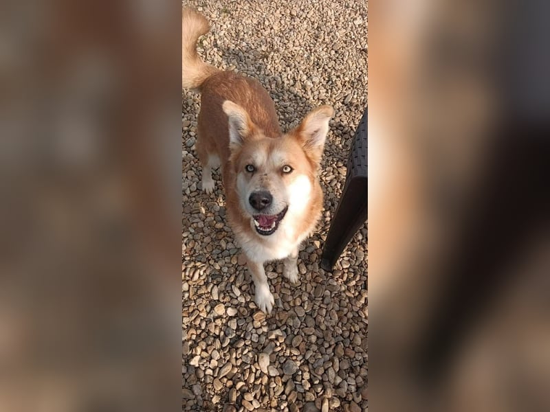 Bildhübscher Mischlingsrüde Ruba 5-6 Jahre 45-47 cm