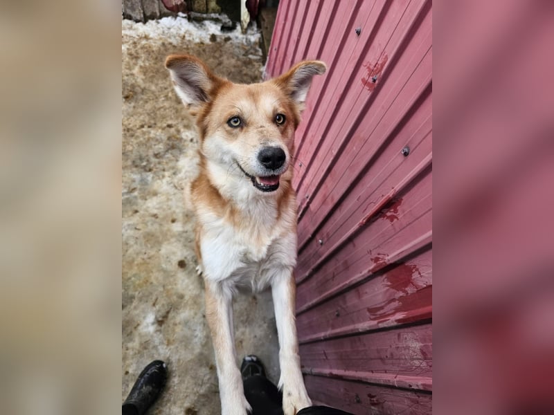 Bildhübscher Mischlingsrüde Ruba 5-6 Jahre 45-47 cm