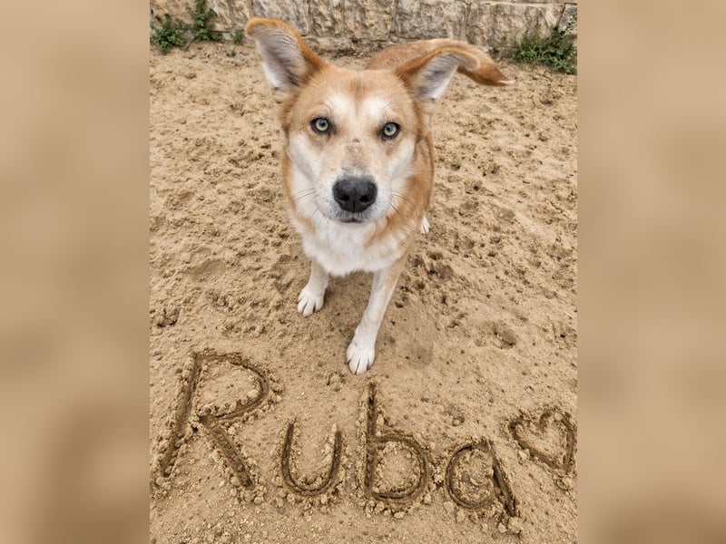 Bildhübscher Mischlingsrüde Ruba 5-6 Jahre 45-47 cm