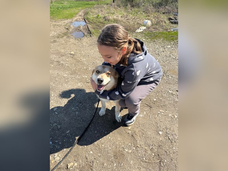 Bildhübscher Mischlingsrüde Ruba 5-6 Jahre 45-47 cm