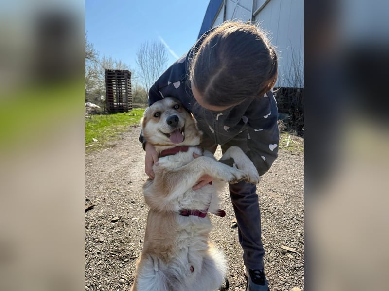 Bildhübscher Mischlingsrüde Ruba 5-6 Jahre 45-47 cm