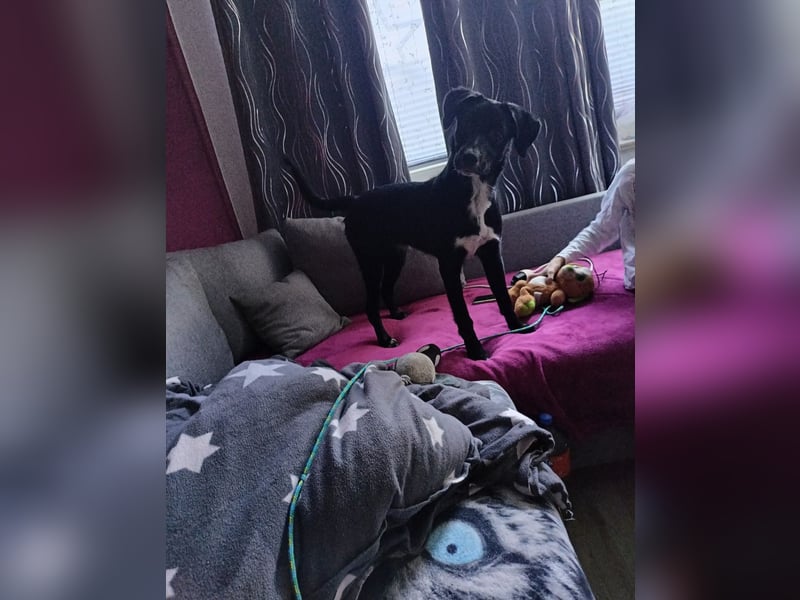 Labrador border collie mix