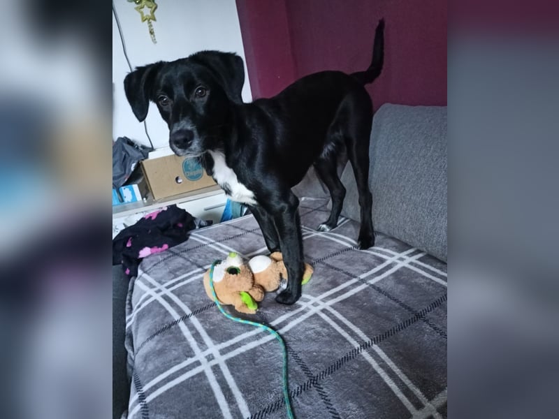 Labrador border collie mix